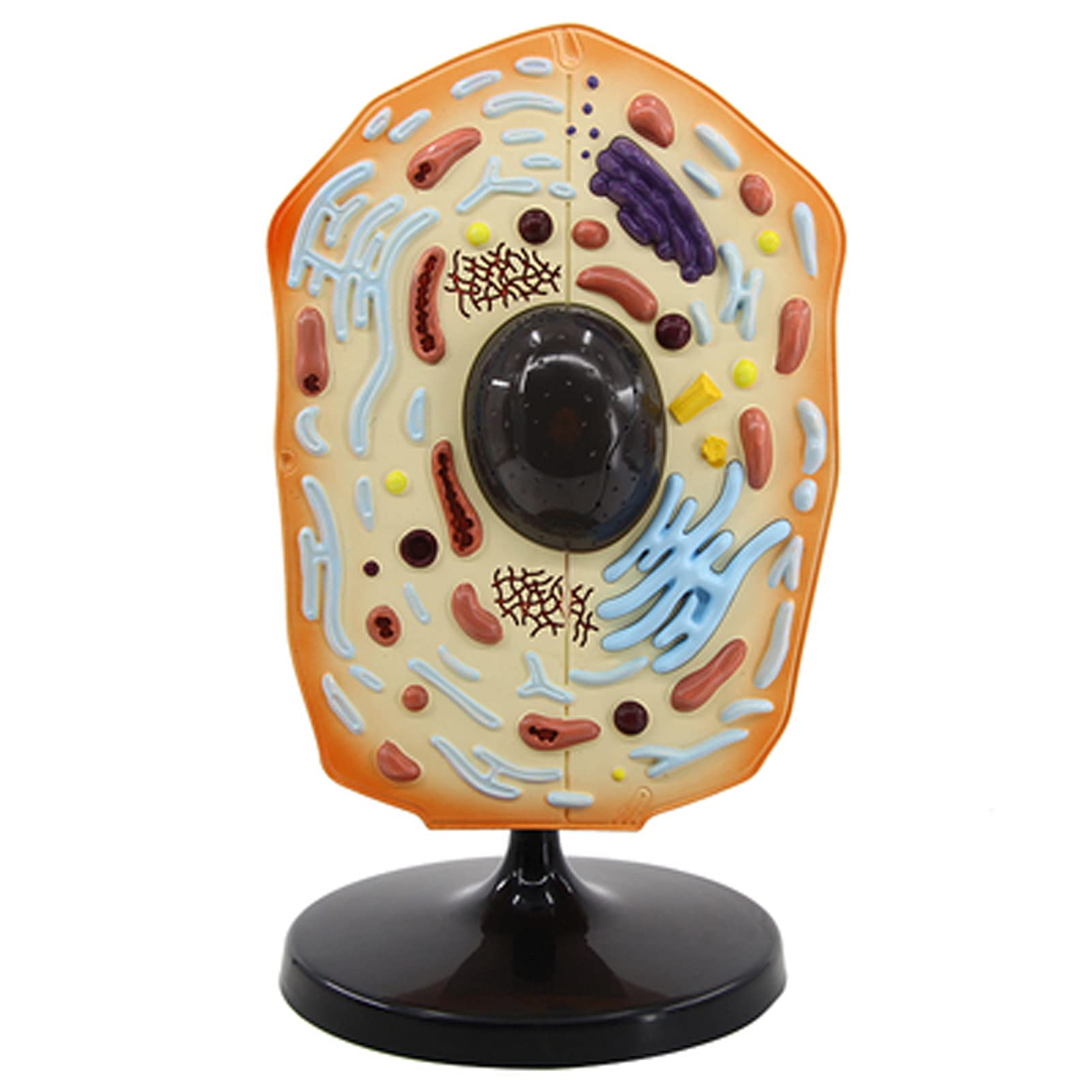 Lhmyhhh Animal Plant Microscopic Specimens Magnified Structure Model ...