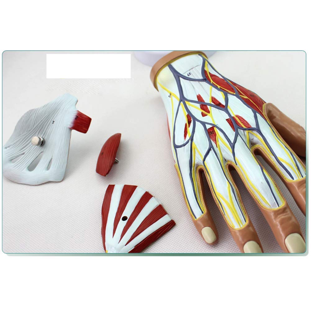 Model Anatomiczny Mięśnia Sercowo-Naczyniowego Dłoni, Model Ścięgna Mięśnia Sercowo-Naczyniowego, Odłączany, 4 Części, Zaawansowane Malowanie Ręczne, Do Wyposażenia Laboratoryjnego, Ozdoby Naukowe