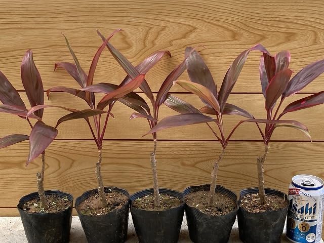 コルジリネ　ターミナリス　アイチアカ　苗　観葉植物 Amazon.co.jp: (観葉植物) コルジリネ ターミナリス アイチアカ 苗木1
