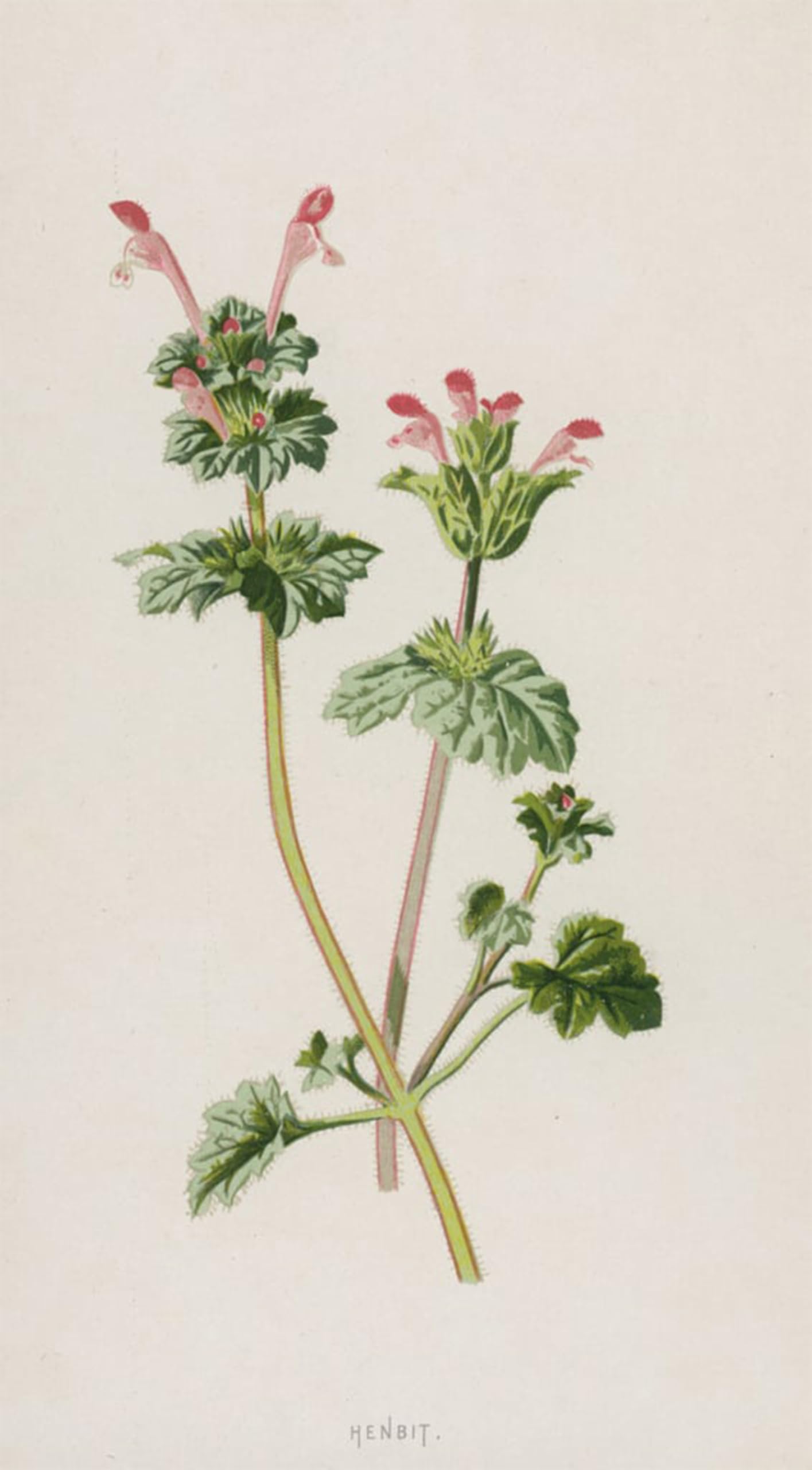 POSTERIIk Vintage Art Print Images Pictures Print Henbit by Frederick Edward Hulme Modern Colour Posters for Office Home Decor 60x90cm