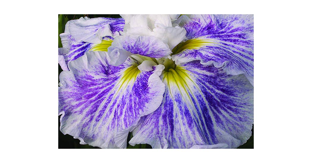 Lincolnshire Pond Plant Ltd - Iris Ensata Angel Mountain - 1Ltr Bareroot