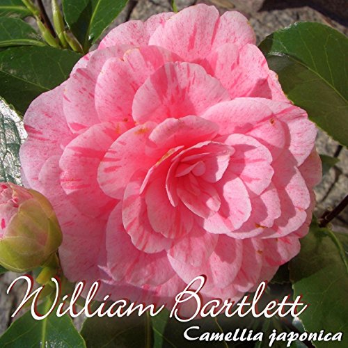 Kamelie 'William Bartlett' - Camellia Japonica - 7 to 8-Years Old Plant