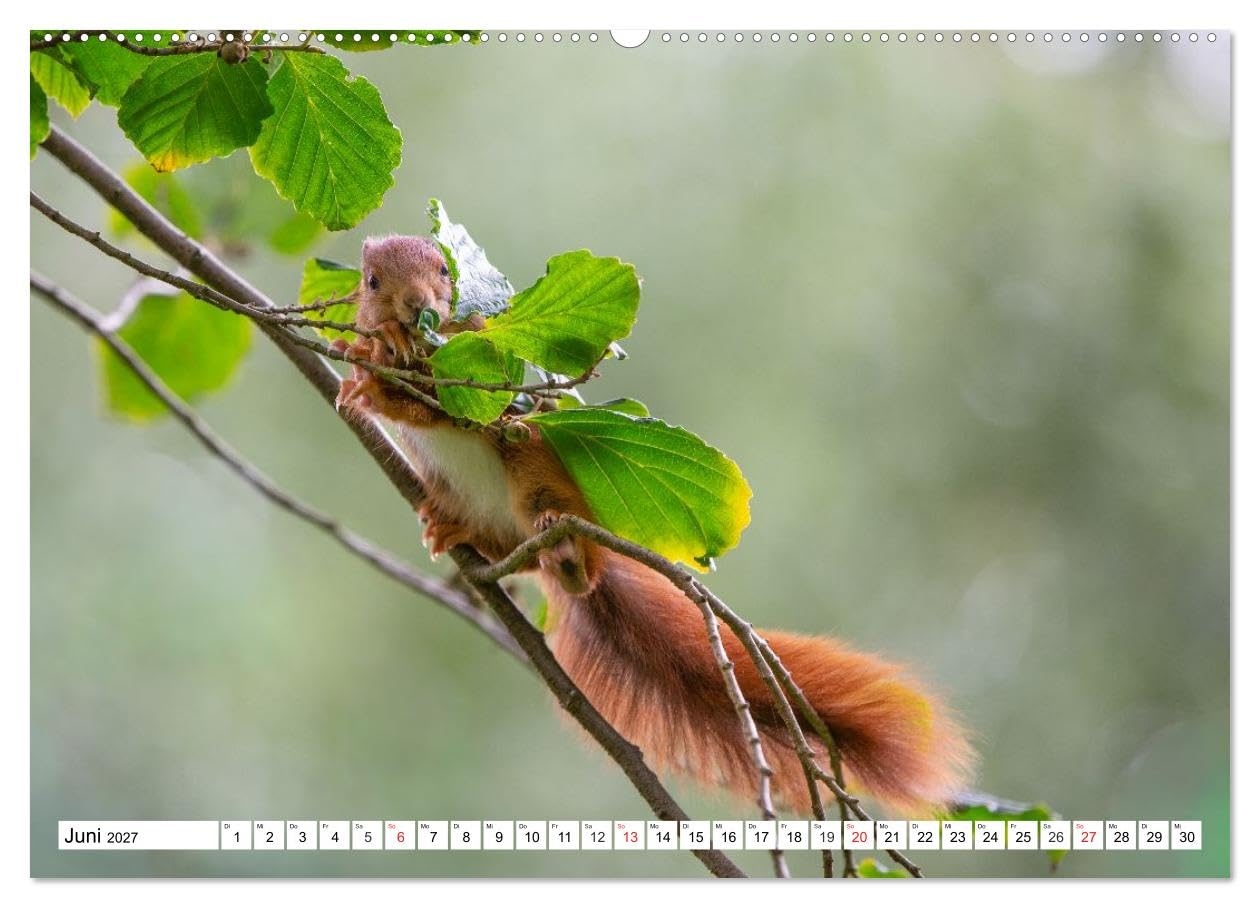 CALVENDO · Eichhörnchen im Königlichen Garten (Kalender 2027) | DIN A2 Querformat · Wandkalender · Eichhörnchen im Hannoverschen Berggarten