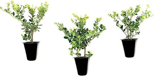Helleri - Arbusto de acebo 3 plantas vivas I Ilex Cornutal Árbol de hoja perenne compacto ideal para bordes bajos, jardines formales y