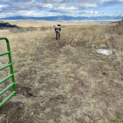 The Calf, the Caregiver, and the God Who Sings Over Us