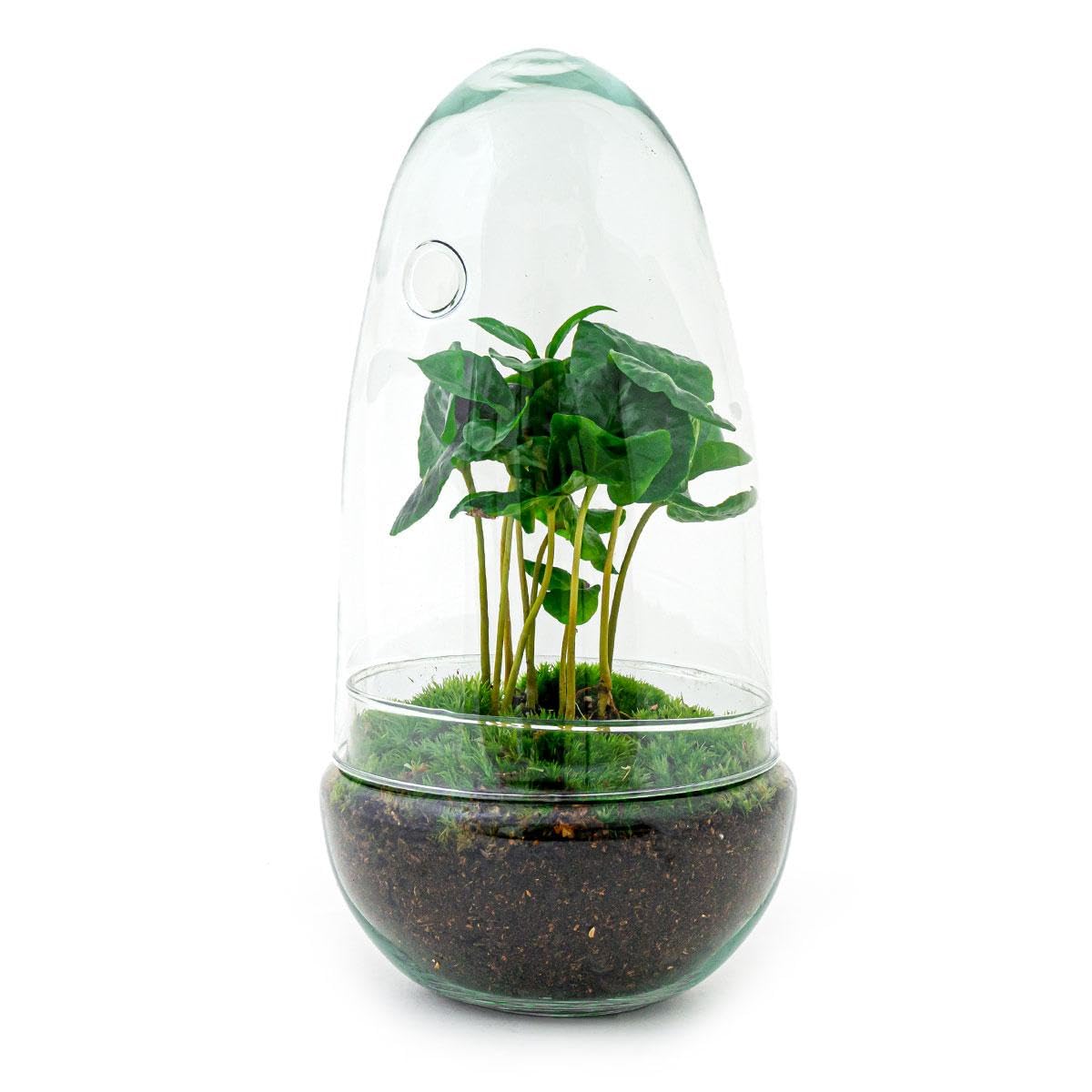 urbanjngl - urbanjngl.com - Egg Coffea - Flaschengarten - Zweiteilige Glaskuppel - DIY Terrarium mit Pflanzen im Glas - Ø 12 cm ↑ 25 cm