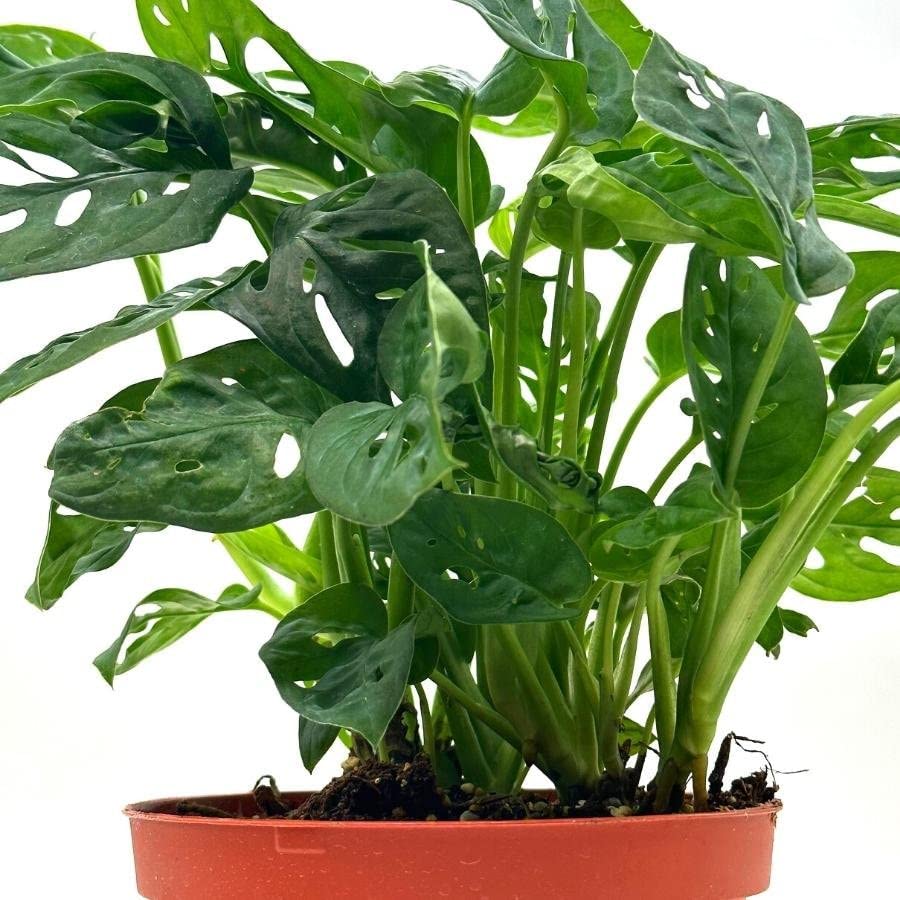 Amazon.com : BubbleBlooms Swiss Cheese Plant in a 6 inch Pot Monstera  Adansonii, Five Holes Vine Big Indoor House Plant : Patio, Lawn & Garden