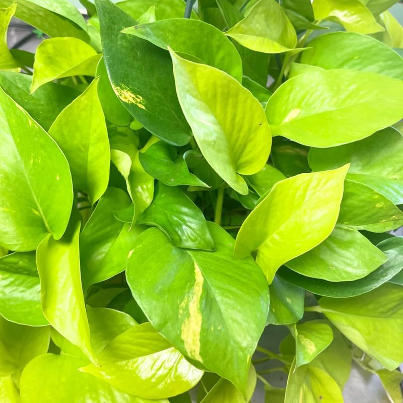 Neon Pothos Plant, Live Pothos Plant, Variegated Pothos Plant, Pothos Vines Plant 4 Inches Potted House Plant Indoors Live, Indoor House Plant