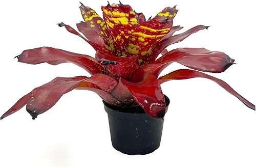 Miniatura 6 de ragnaroc Plantas de aire  Bromeliad Neoregelia Green Eye gigante de 16 pulgadas de ancho y 12 pulgadas de alto en maceta de 7 pulgadas 1 unidad