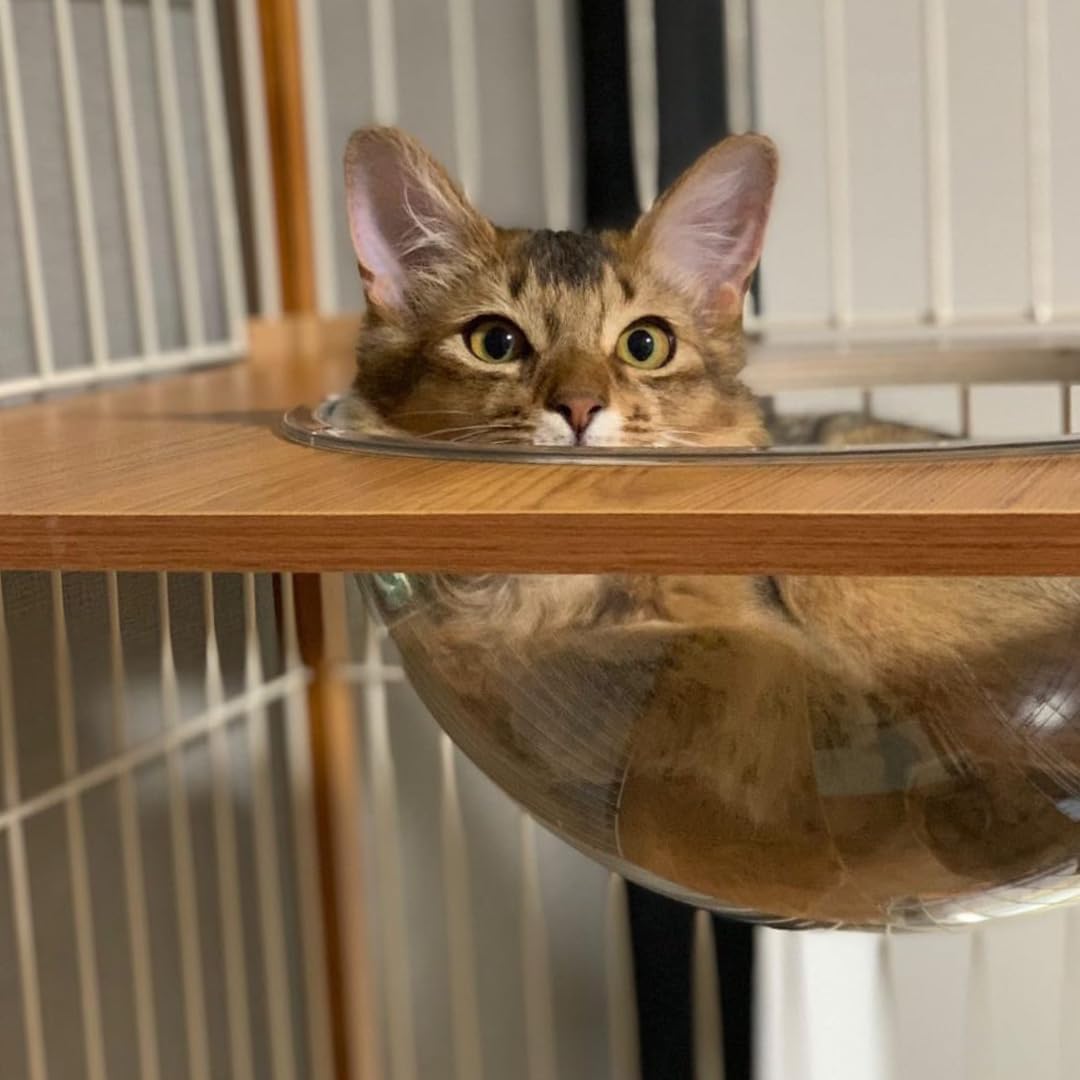 Amazon.co.jp: ieneko 猫ステップ板 猫用ケージ 棚板 足場 ねこの惑星