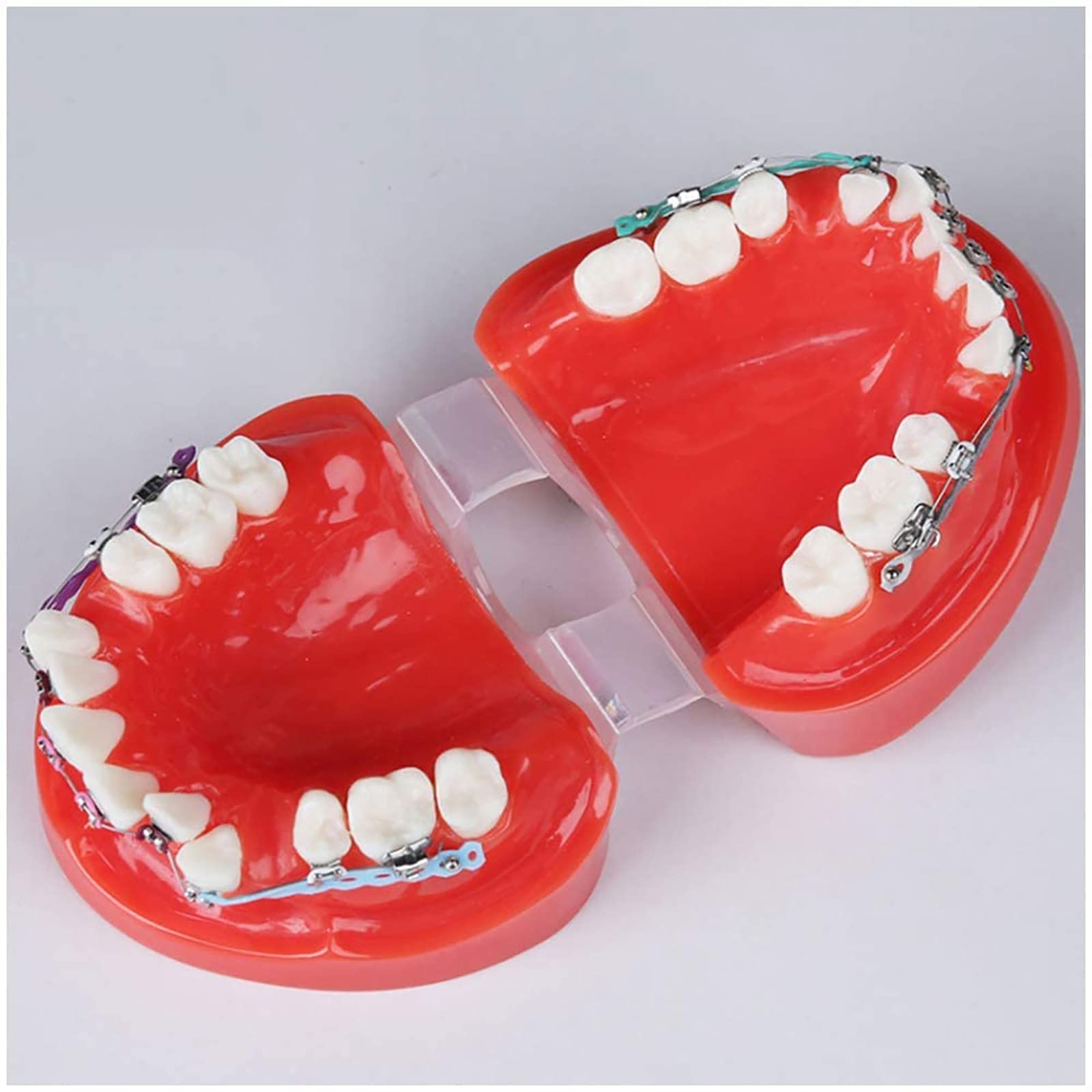 Dental Typodont Erwachsene Demonstration Zahnmodell mit mentalen Zähnen Kieferorthopädische Zahnspangen Modell mit Blattschraube Bänder, Rot