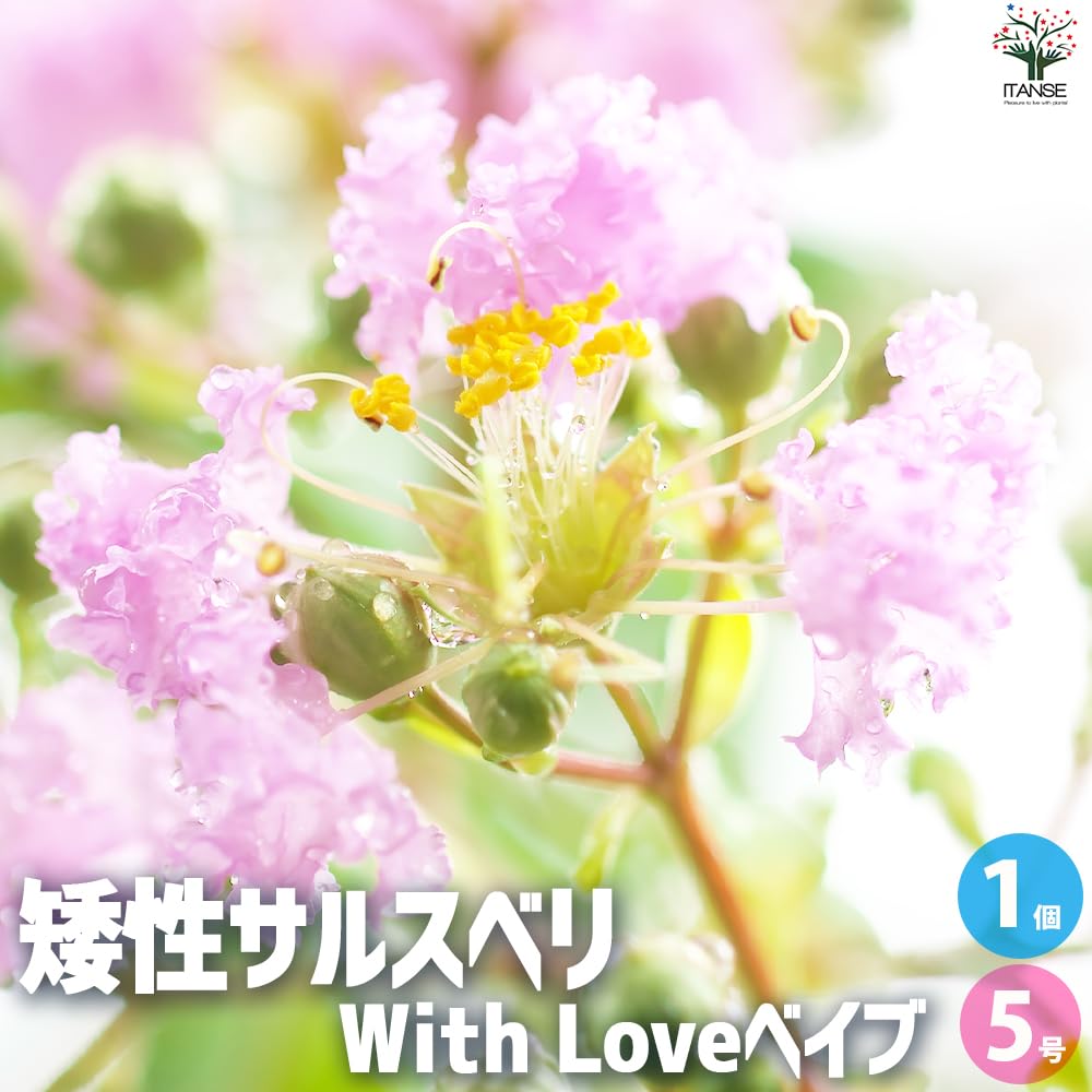 Amazon.co.jp: 矮性サルスベリの苗木 品種：With Love・ベイブ 5号