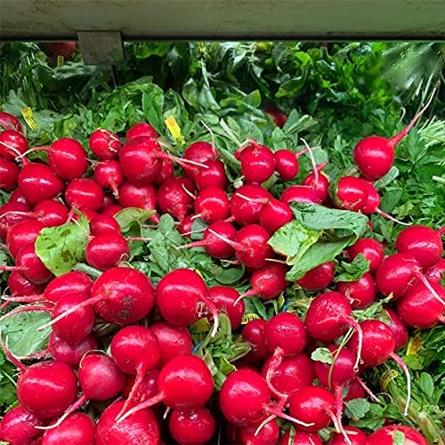 Oakwood Farms� | Vegetable Seeds | RADISH RED ROUND| (B0B21H8PVD) Amazon Price History, Amazon Price Tracker