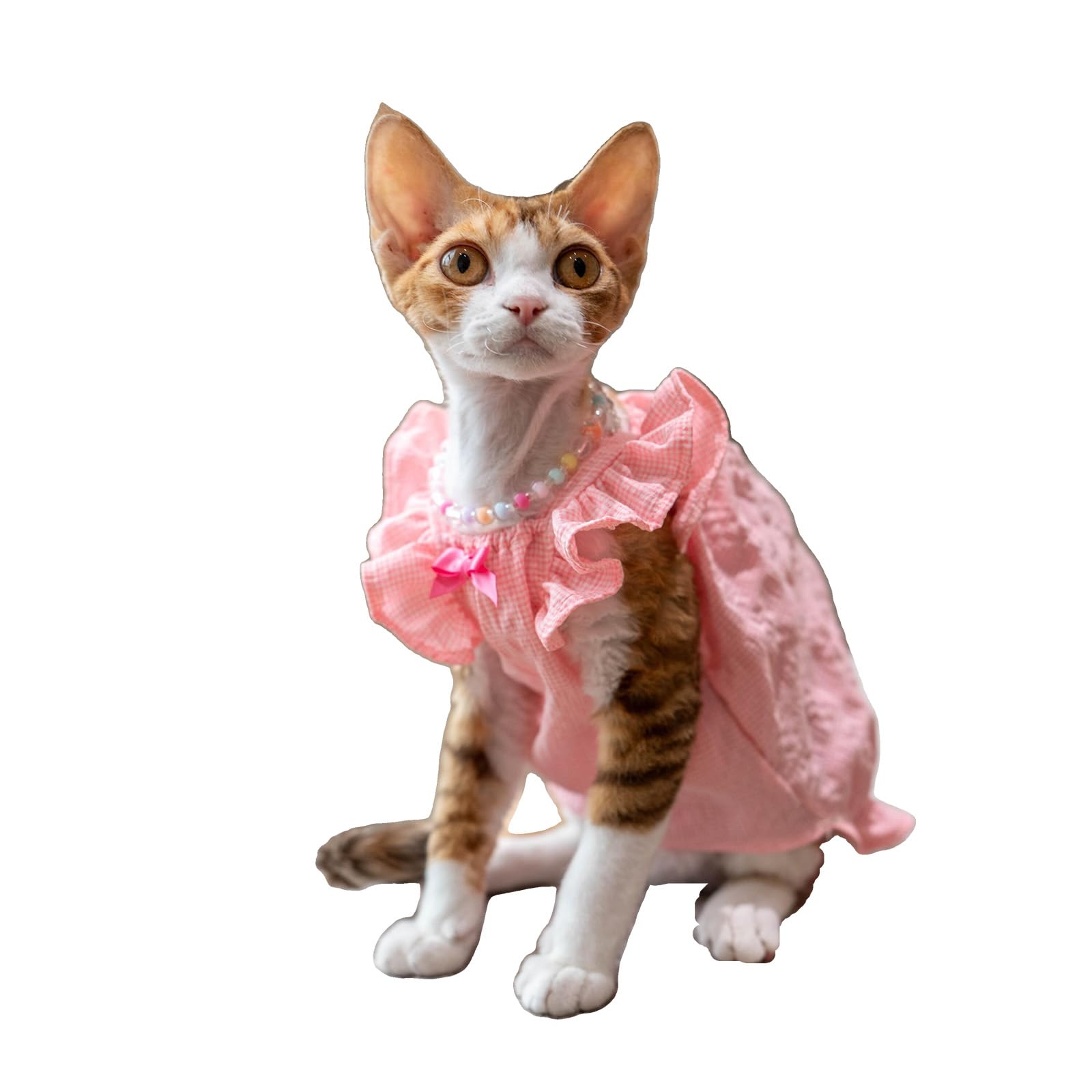 Robe pour chat Sphynx Devon Rex en coton vêtement d'été rose taille L-