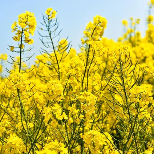 Rape Seed for Planting, 1000+ Canola Flower Seeds, Non-GMO Heirloom Brassica Seed for Home Outdoor