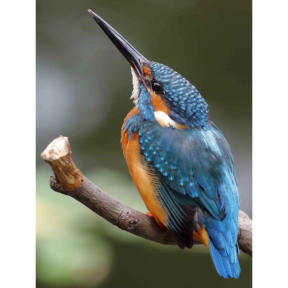 Wee Blue Coo Photo Nature Animal Bird Kingfisher Colourful Beak Feather Art Print Poster Wall Decor 12X16 Inch