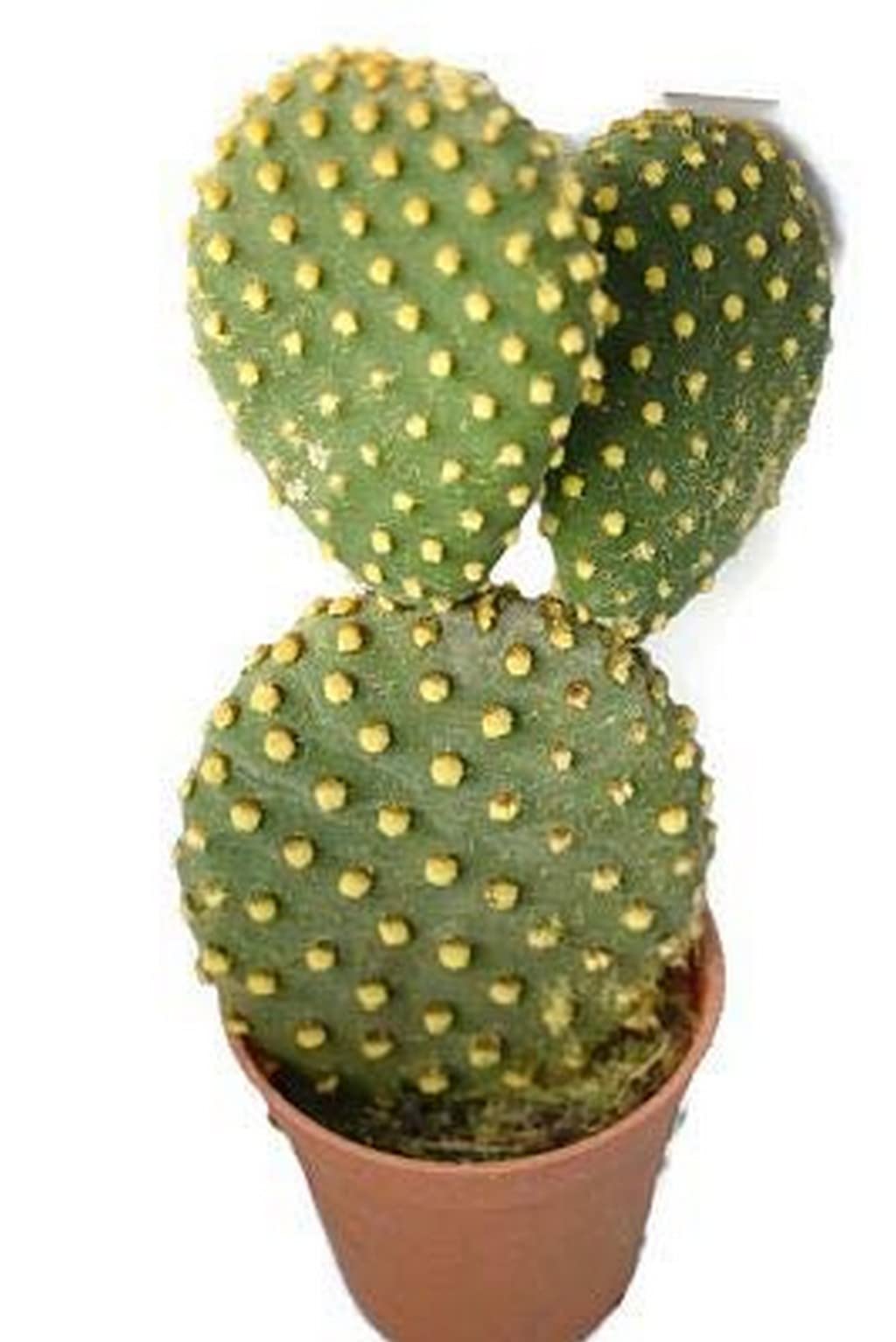 Creative Farmer Gardening Plants For Home Garden Bunny Cactus Lucky Live Plant (Healthy Plant)