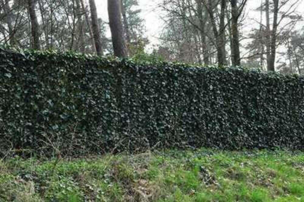 12 x Hedera helix - Bluszcz - doniczka 9x9 cm