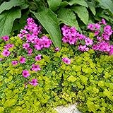 Pflegeleicht, Mehrfarbig Ertragreicherg. Bienenfreundlich, Einfach Anzubauen, Sehr Exklusiv, große Bunte, Winterhart AußEnbereich, -6 Oxalis -A