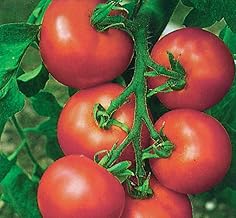 Viridis Hortus - 25 x Tomato Alicante Vegetable/Fruit Seeds