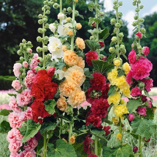 Park Seed Summer Carnival Hollyhock Mix Seeds, 4 Vibrant Flower Shades, Pack Of 50 Seeds #TOP3