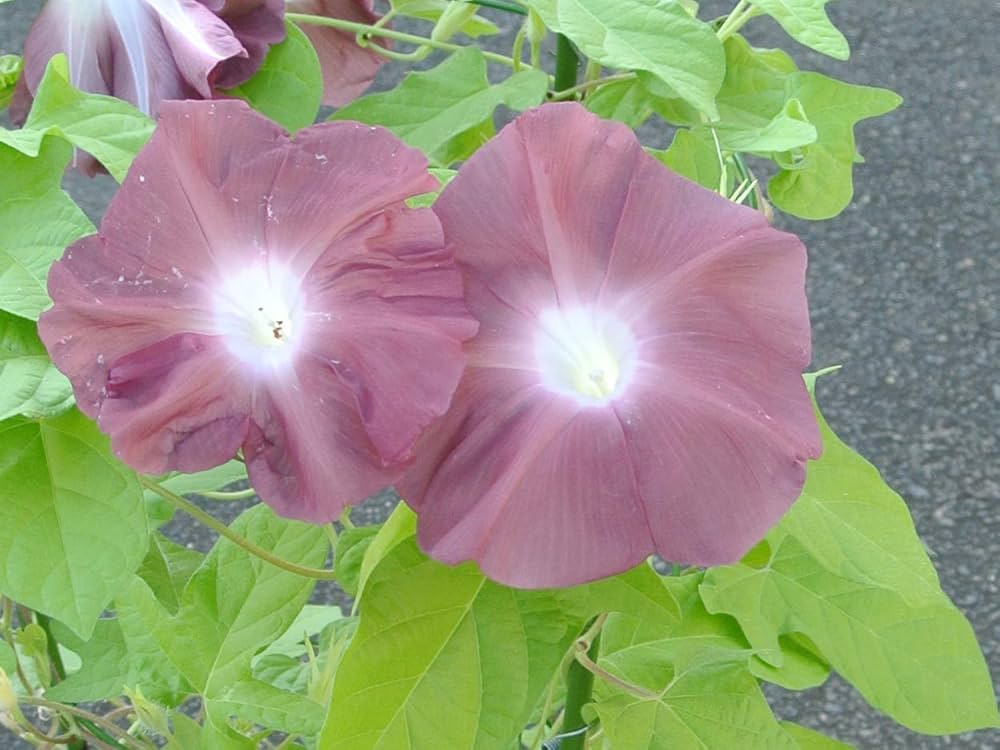 アサガオ苗　団十郎　2苗 アサガオ苗 団十郎 2苗