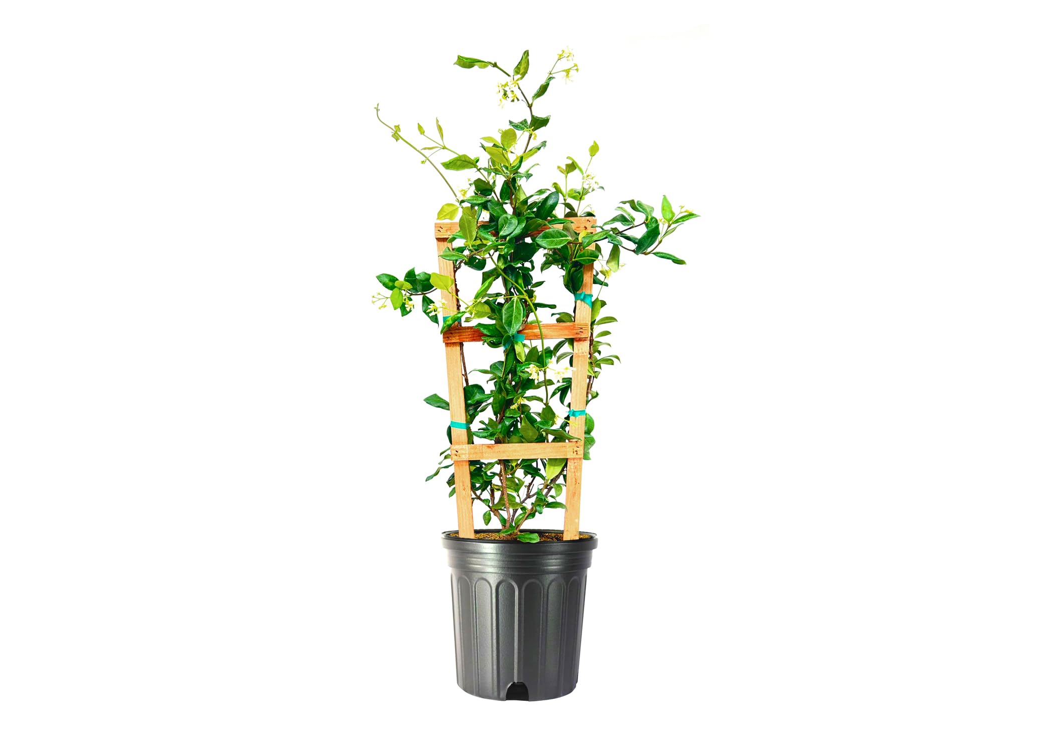 Amazon.com : Star Confederate Jasmine | 3 Extra Large 3 Gallon