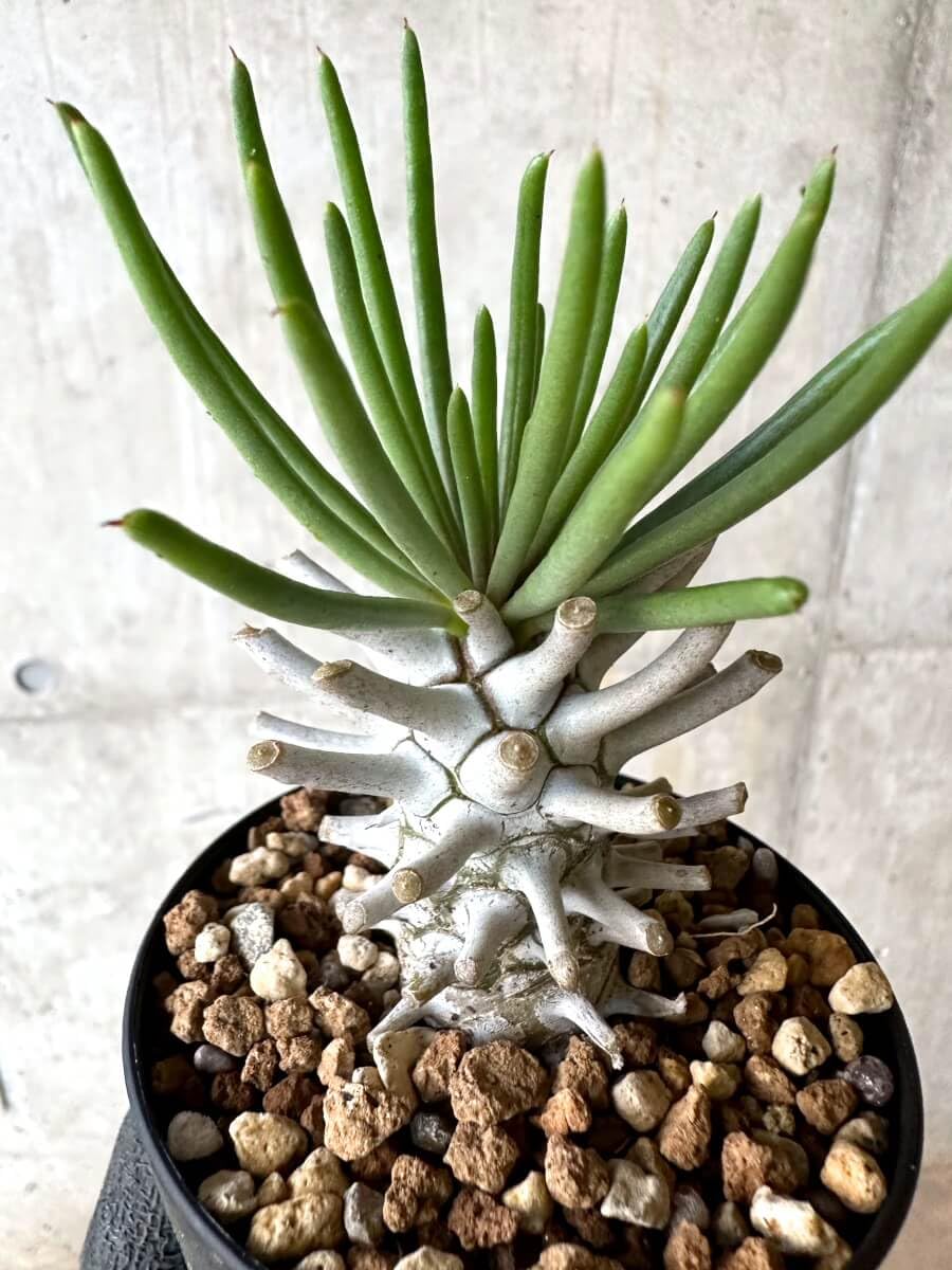 産地つき　レア)オトンナ　チレコドン　塊根色々8種1個ずつセット 産地つき レア)オトンナ チレコドン 塊根色々8種1個ずつセット