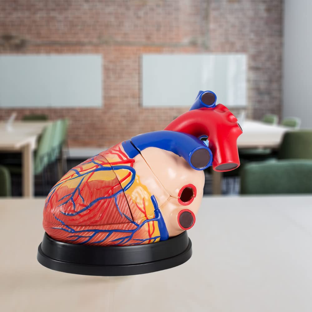 Anatomie Modell Herz des Menschen menschlicher Anatomiemodell Körper Anatomisches Menschliches Herzmodell menschliche Modelle Gross 34 cm MedMod