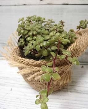 モリモリ！抜き苗 ブロウメアナ 多肉植物 モリモリ！抜き苗 ブロウメアナ 多肉植物