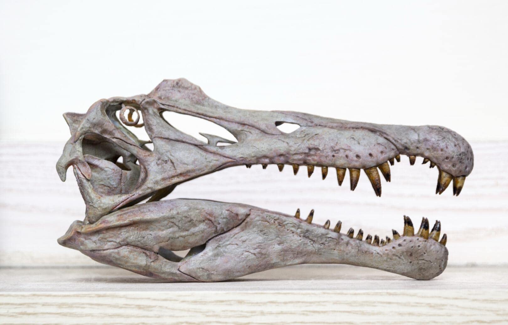 Amazon.co.jp: 1/10 サイズ スピノサウルス 頭骨 頭蓋骨 骨格模型 