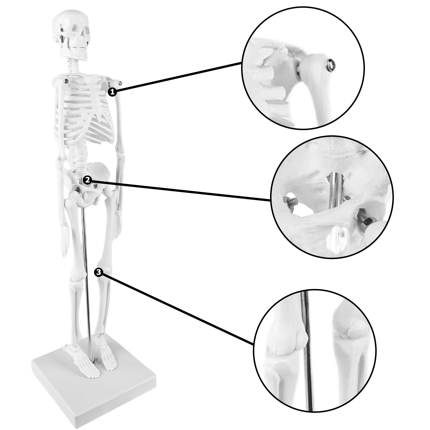 Squelette humain taille grandeur: TOATELU 17,7"(45cm) Modèle de Squelette Humain Médical pour les Etudes Médicales, Modèle Anatomique Pour Enseignement Médical, Education, Présentoir