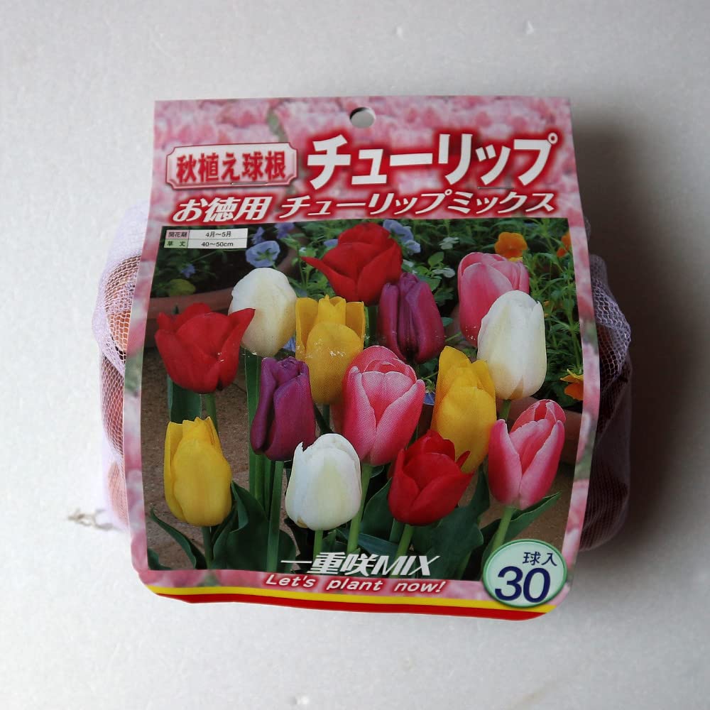 Amazon.co.jp: ITANSE チューリップ 一重咲き混合 徳用30球入り