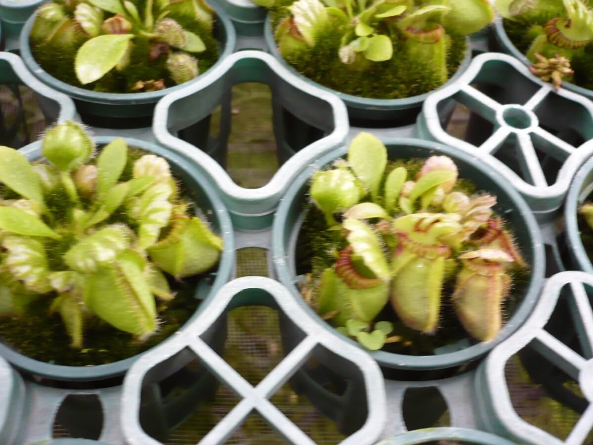 Amazon.co.jp: 食虫植物 セファロタス Cephalotus follicularis 2号 丸