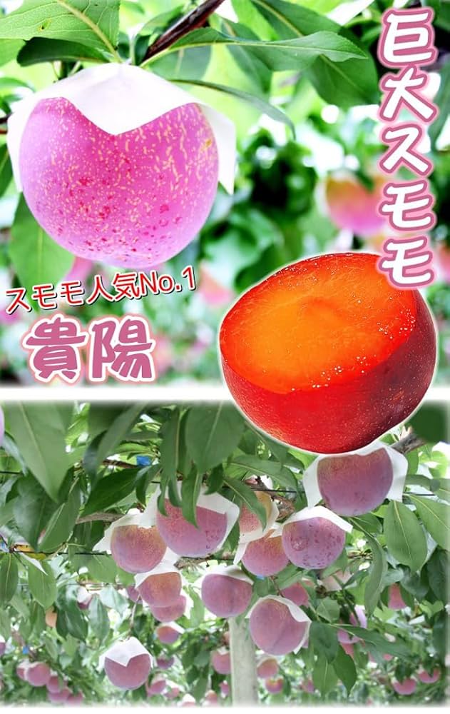 すももページ Amazon.co.jp: 果樹苗 スモモ 貴陽 （富士野生桃R台） 1株/ 国