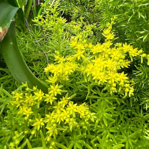 Semillas de Sedum Lineare - para lugares soleados de balcón Decoración de jardín para exteriores semillas de sedum 600pcs