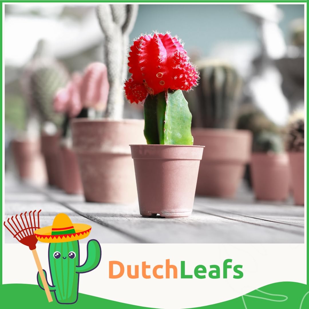 Gymnocalycium Mihanovichii Mix 20 Stück Veredelte Mini Kakteen im Ø Terrakotta Blumentopf - Erdbeerkaktus Kleine Pflanzen Sammlung Pflegeleichte Zimmerpflanzen - Höhe 8-15 cm