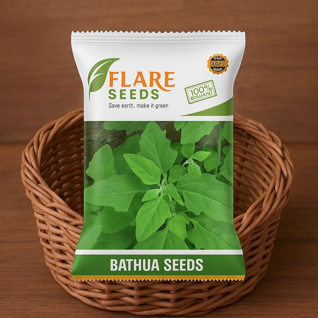 Bathua Seeds, Open Pollinated, Non-GMO, 70% Germination Rate, Premium Vegetable Seeds | Sow and Grow Fresh Healthy Seed in Your Garden Perfect for Home & Terrace [Pack Of 200 Seeds].-image-6