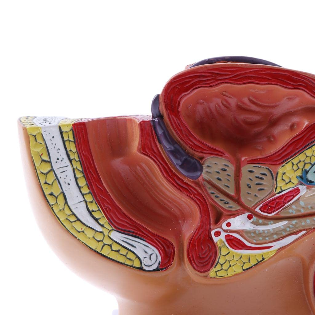 Modelo anatómico de cavidad pélvica masculina humana 1:2 - Modelo de estructura de esqueleto de próstata de pelvis masculina para exhibición de enseñanza - Suministros de laboratorio y coleccionables