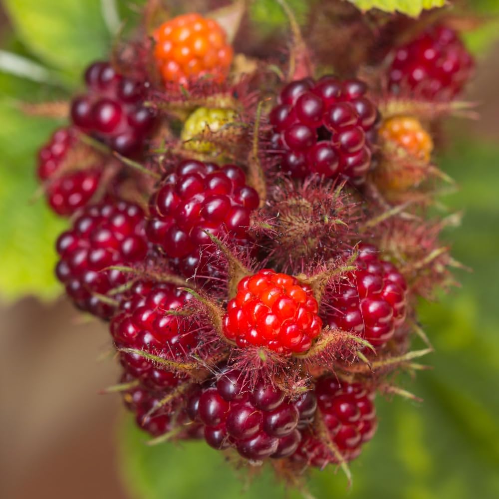 Fruit Rubus (Raspberry) phoenicolasius – High-Yield Japanese Wineberry Plants for Delicious Homegrown Harvests - 1x 15cm Potted Plant by Thompson & Morgan