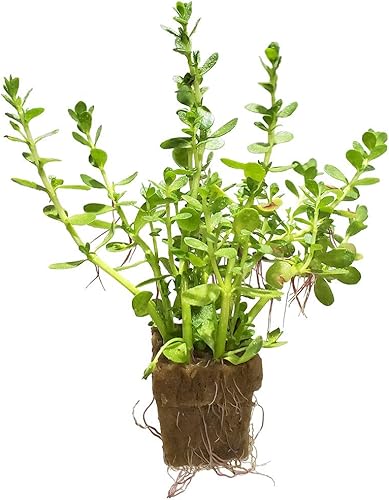 Bacopa Monnieri - Planta de acuario vivo de agua dulce fácil con raíces (más de 7 tallos)