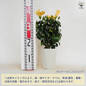 ハイビスカス　苗　大輪　黄色　イエロー　花木　1苗　限定品　観葉植物 ハイビスカス 苗 大輪 黄色 イエロー 花木 1苗 限定品 観葉植物