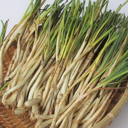 【bakuzou】沖縄 伊江島特産 島らっきょう 5kg 楽天市場】【送料無料】大人買い 伊江島産島らっきょう 5kg 業者様