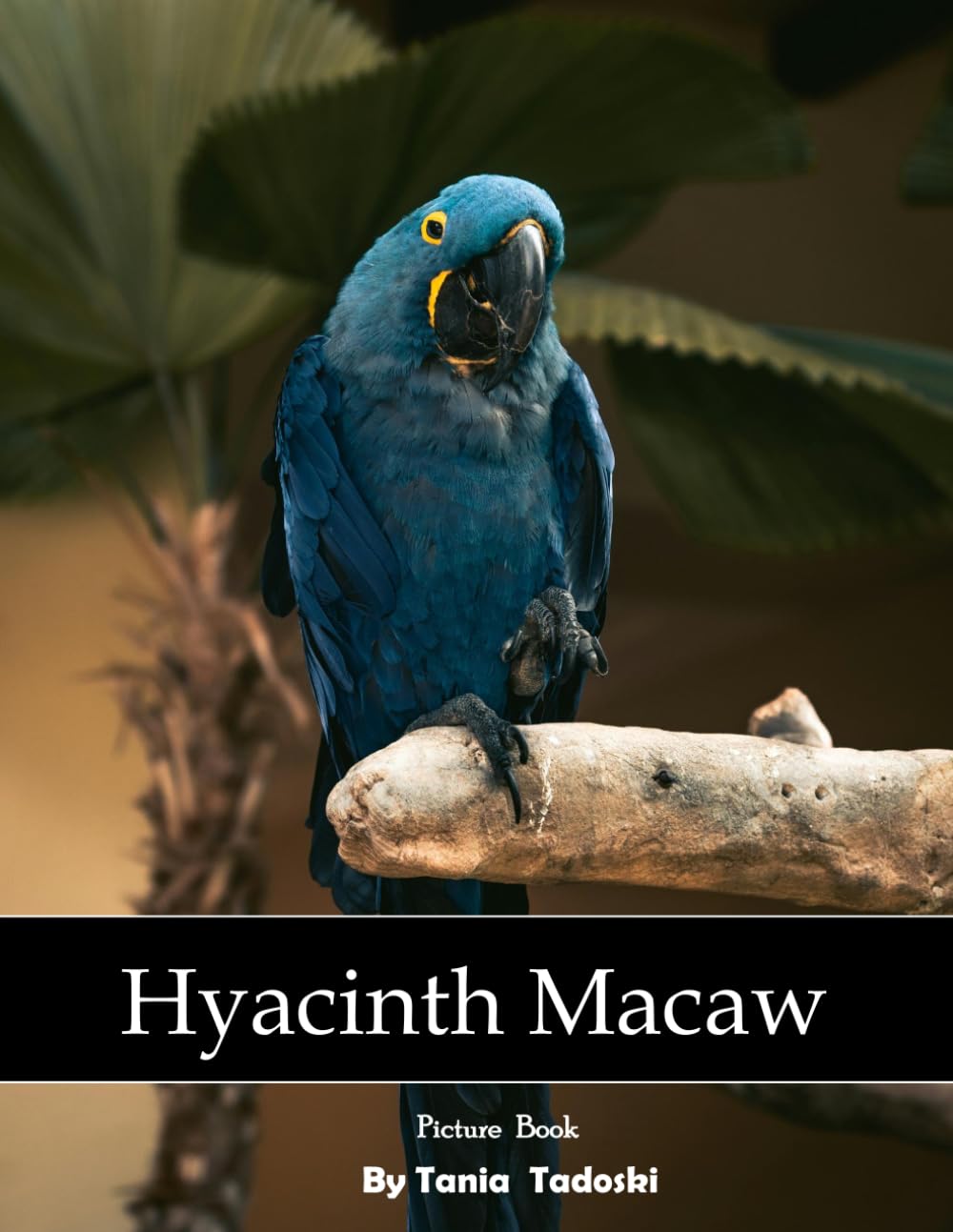 Hyacinth Macaw: Hyacinth Macaw: Blue Parrot, Rainforest, Wings, Wildlife, Brazil and More