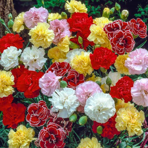 Carnation Flower Seeds for Vase Big Size and Home Gardening Pack of 50 Seeds By Zabbus (B0BQX5CXL1) Amazon Price History, Amazon Price Tracker