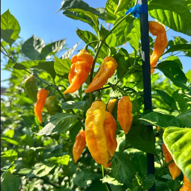 JIGNISHA SEEDS World Hottest (Spicy) Ghost Pepper Rare Yellow Chilli Vegetable | King Bhut Jolokia Seeds | Naga Chilli | For Home And Kitchen Gardening | High Germination Chilli Seeds | Pack Of 30 (B0CJVG4V1G) Amazon Price History, Amazon Price Tracker