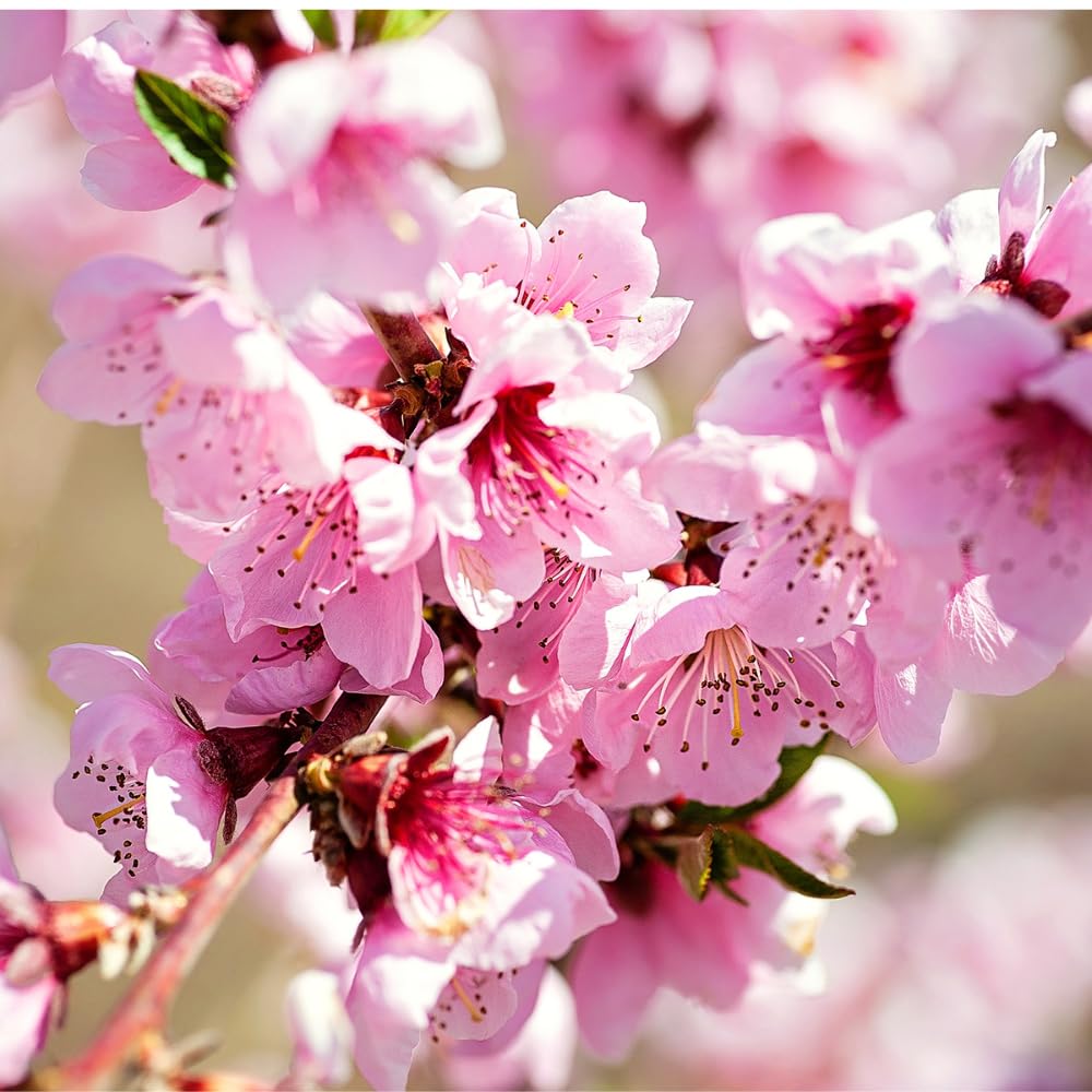 洋楽 Pollen. Peach tree. PEACH TREE (LP)/POLLEN/ポーレン｜PUNK