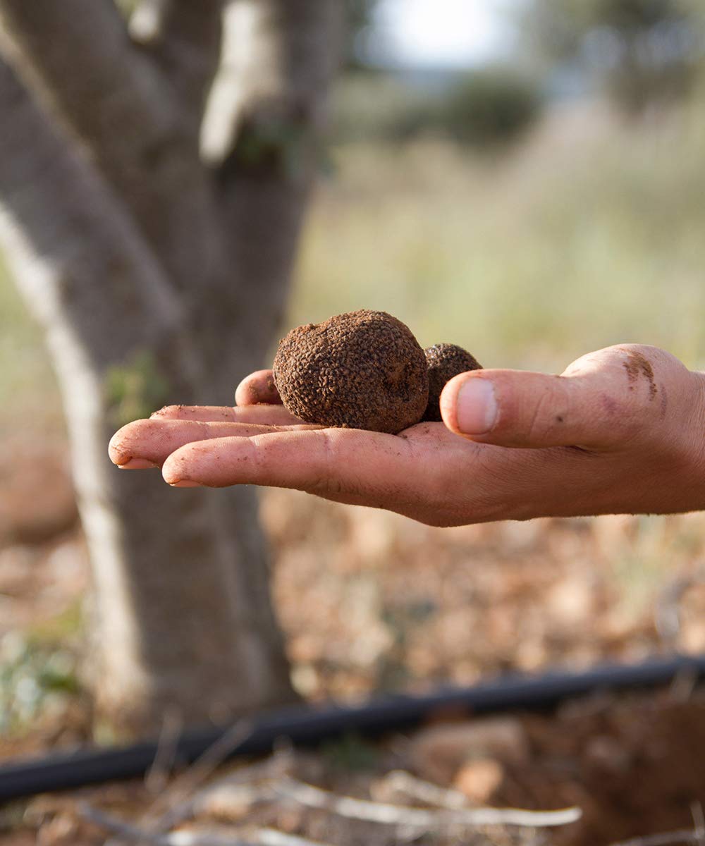 Láminas de Trufa Negra Tuber Aestiuvum en Aceite de Oliva Virgen Extra del Bajo Aragón, Teruel. Producto de España -15 gr