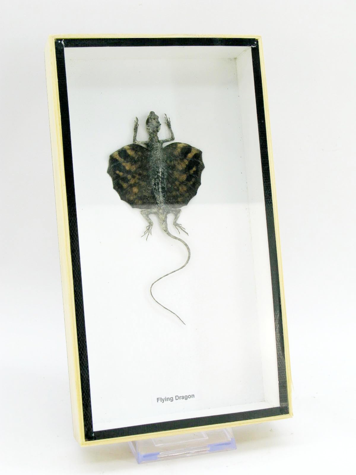 EIN Kleiner echter Fliegender Drache. Sehr selten. Iim 3D Schaukasten aus Holz. - Insekten - Taxidermie (Fliegender Drache)