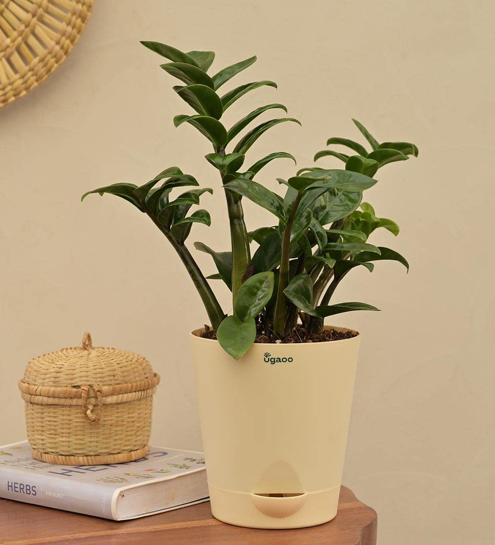 UGAOO Dwarf ZZ Zamia Natural Live Indoor Plant with Pot - Medium (B09PF242GQ) Amazon Price History, Amazon Price Tracker